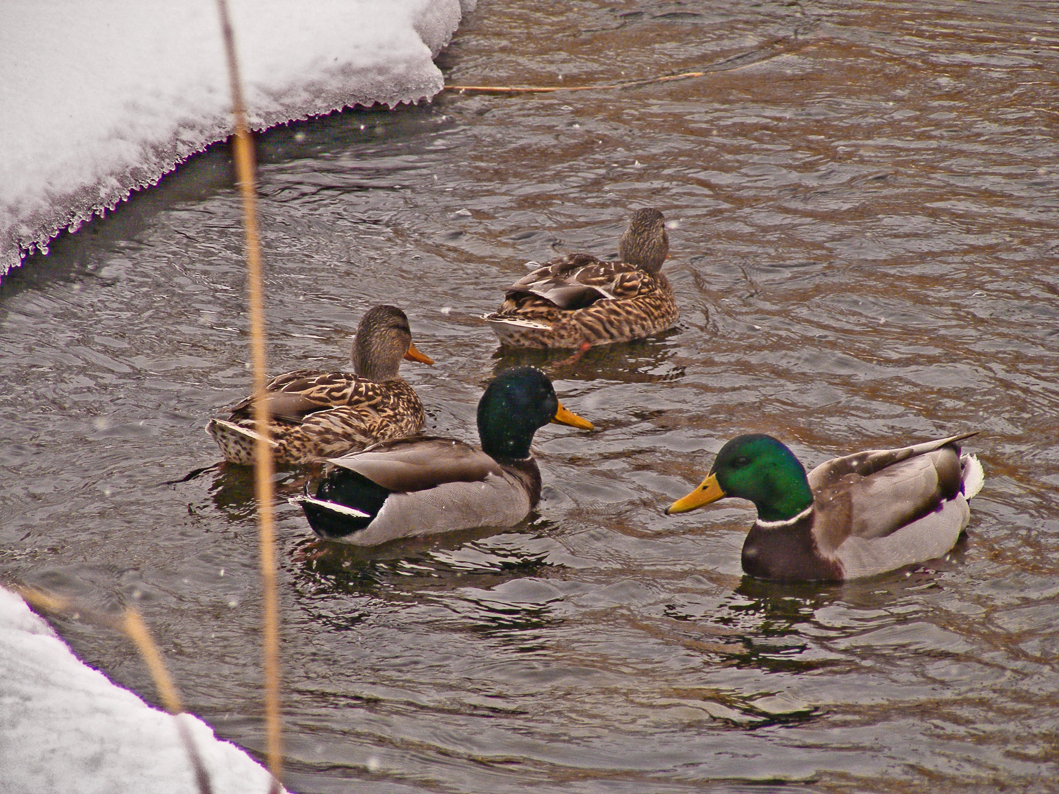 Mallards close