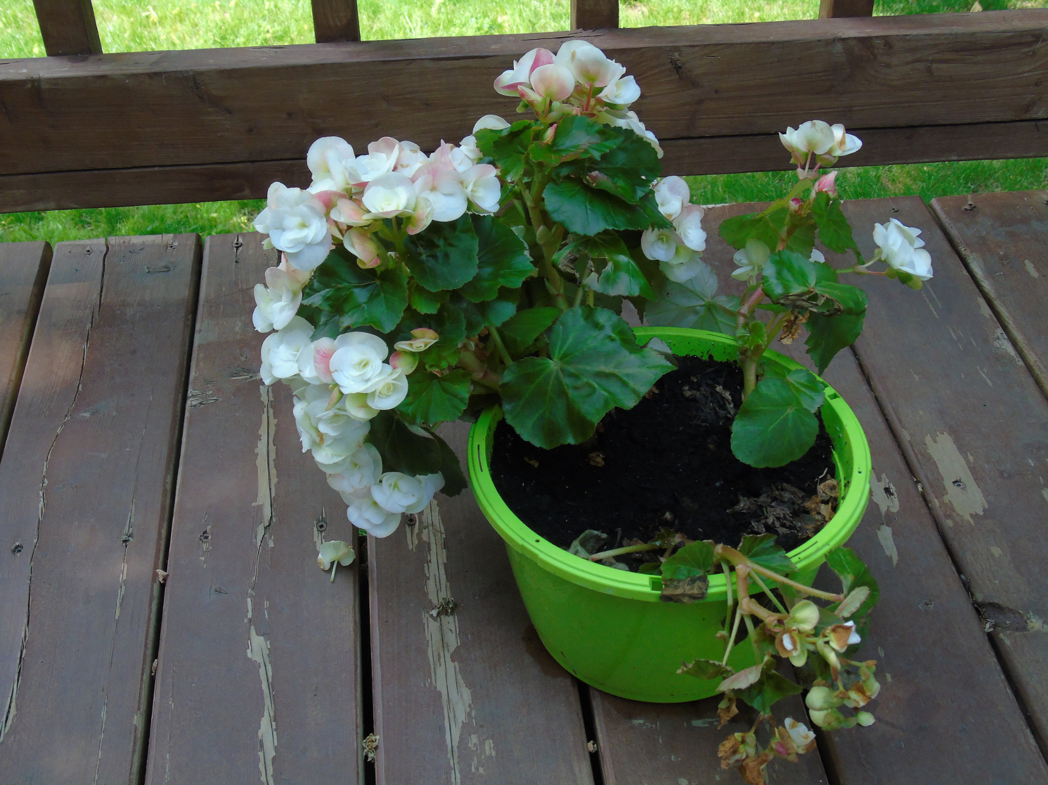 Begonias flowerbasket2