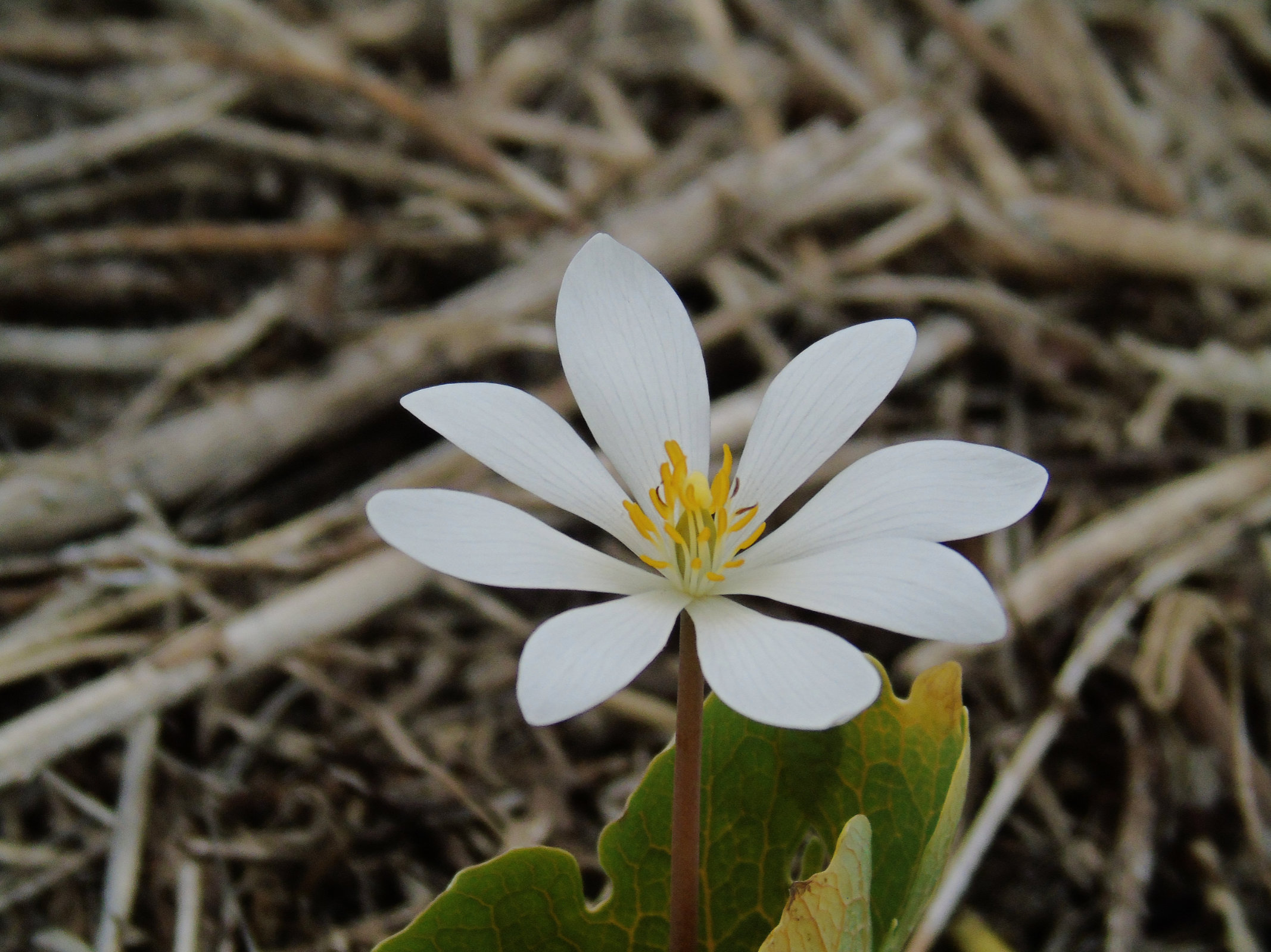 Bloodroot 2020 8