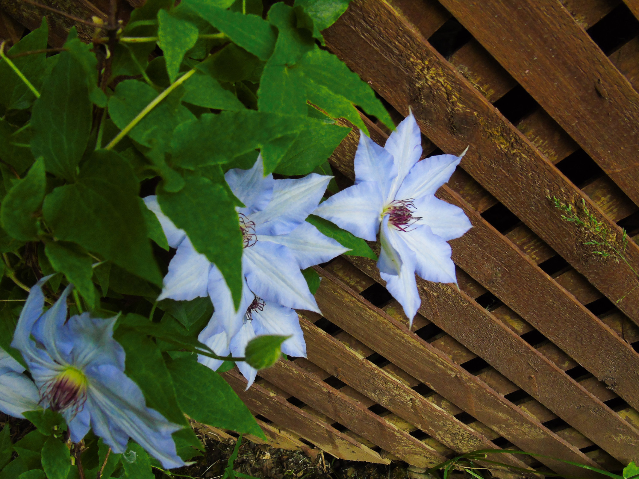 Clematis vine 2020 10