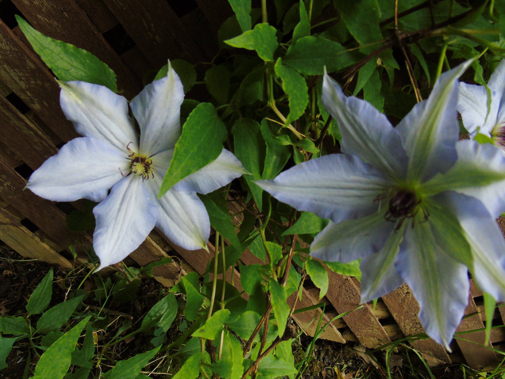 Clematis vine 11