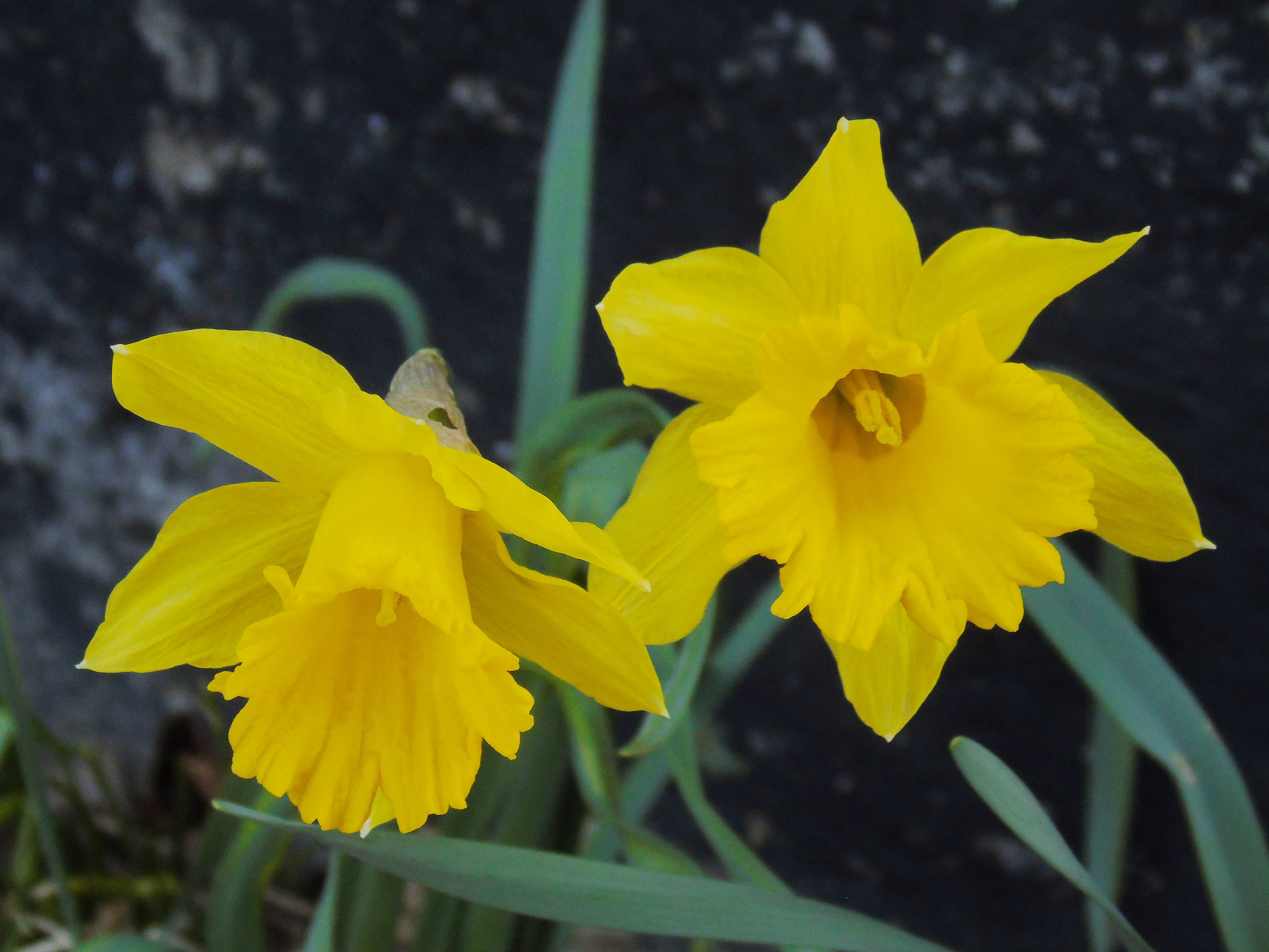Daffodils3
