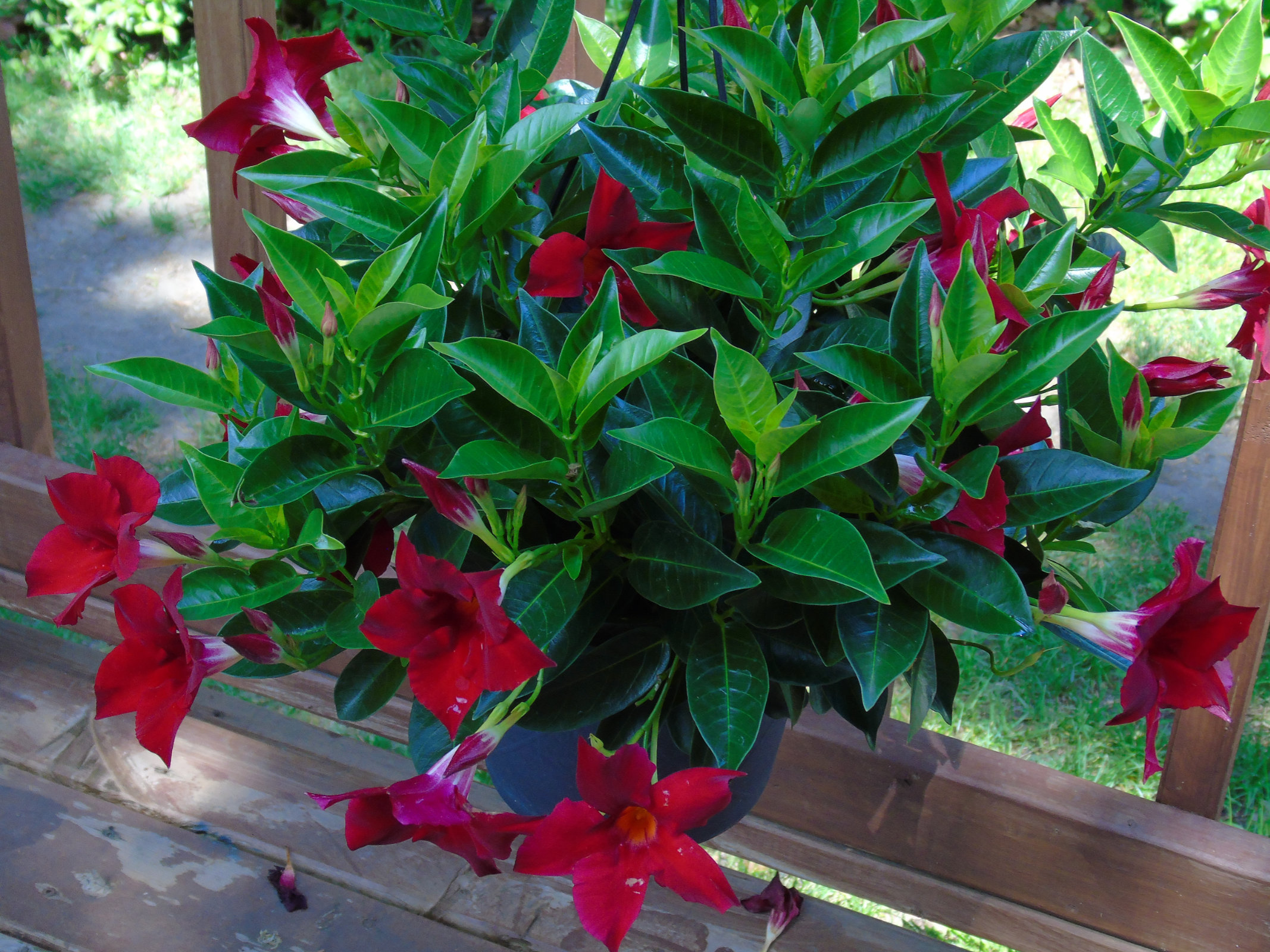 Dipladenia flowerbasket2