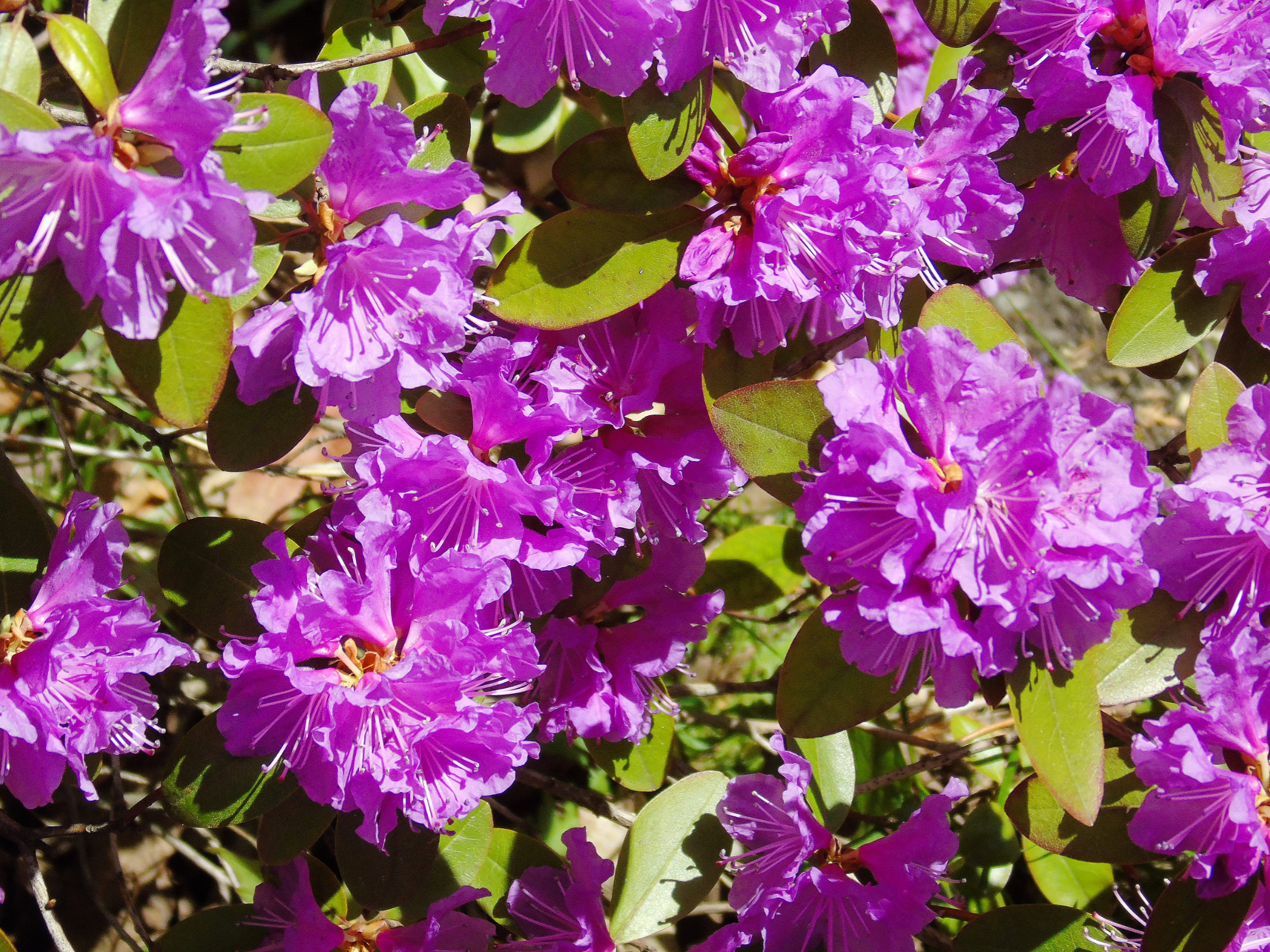 Rhodedondron may 2020 5