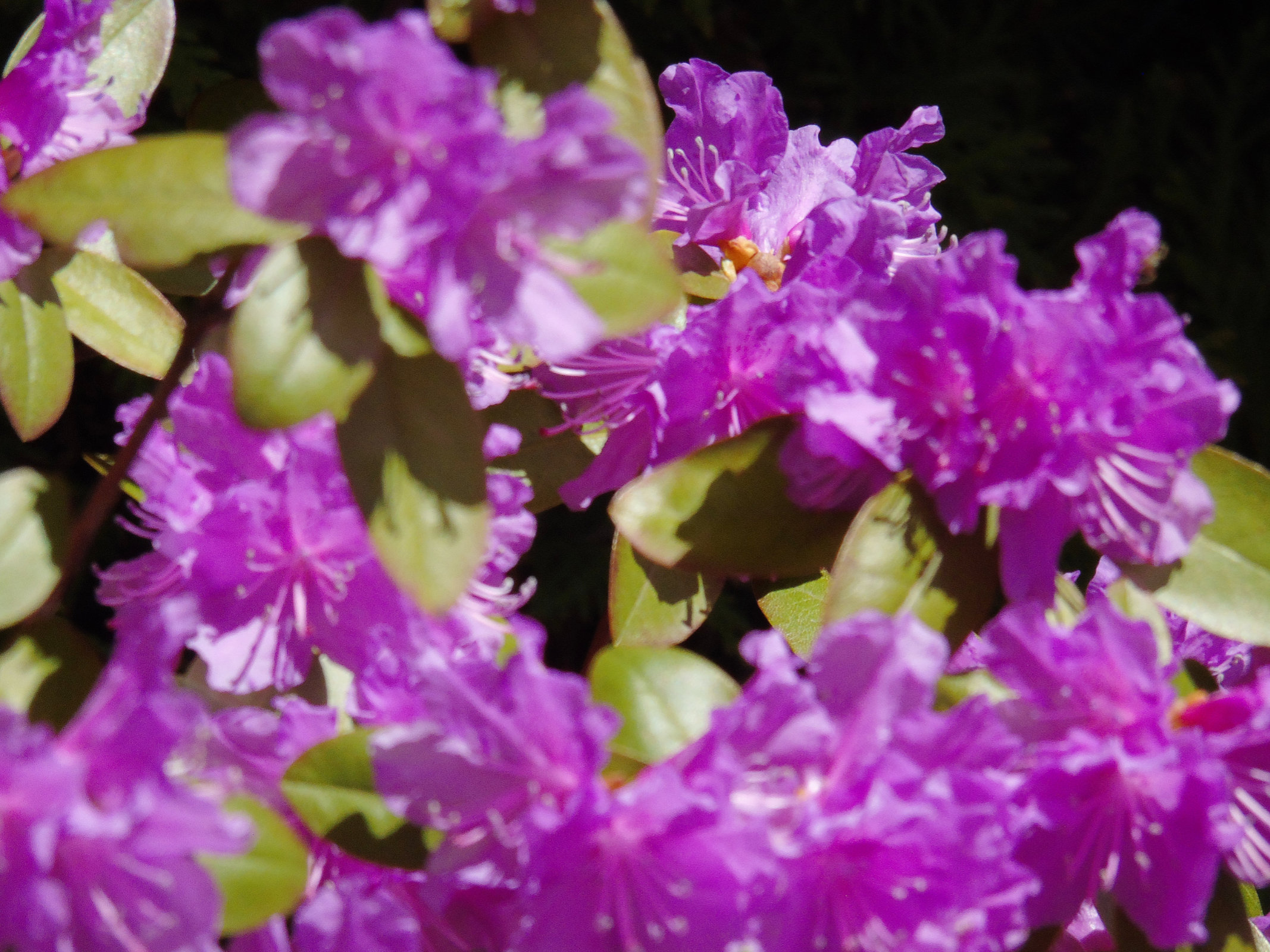 Rhodedondron may 2020 6