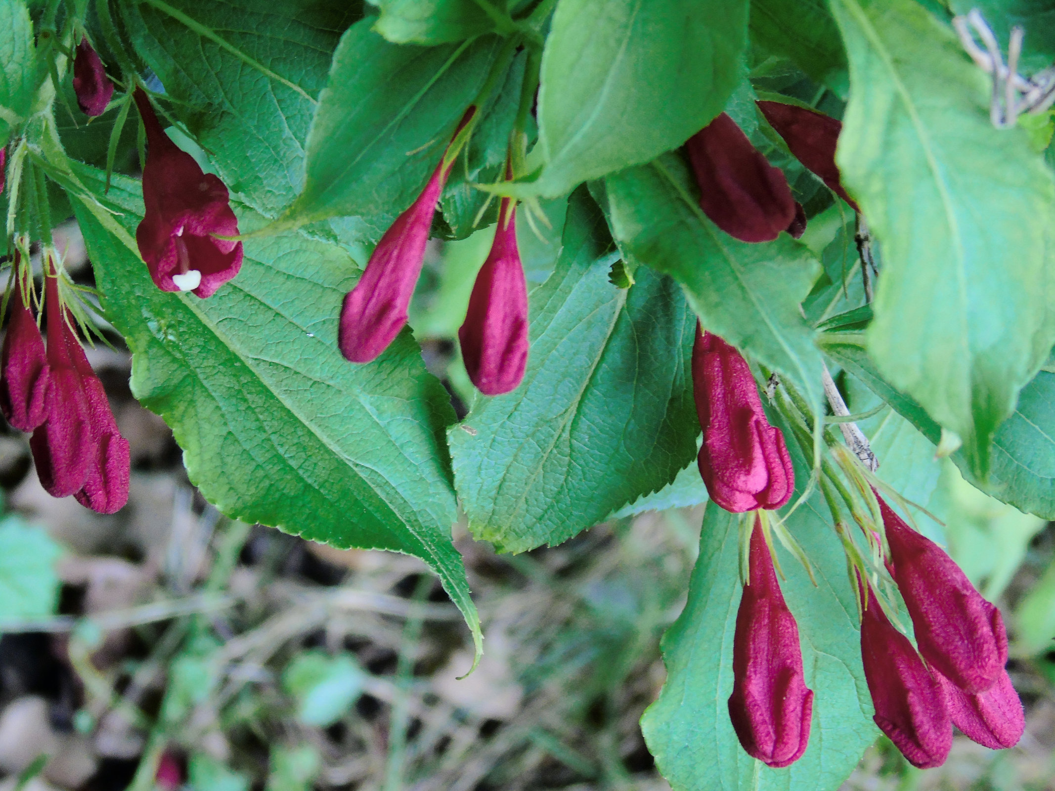 Weigelia 2020 10
